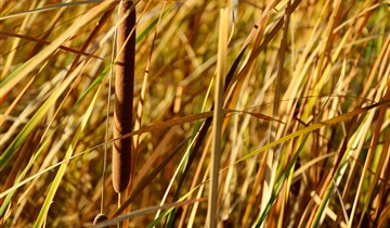 13.45, 14.45, 15.45 en 16.45 uur: Vertelsels groot en klein
